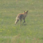 Fuchs in Berlin Tegel