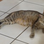 Katze